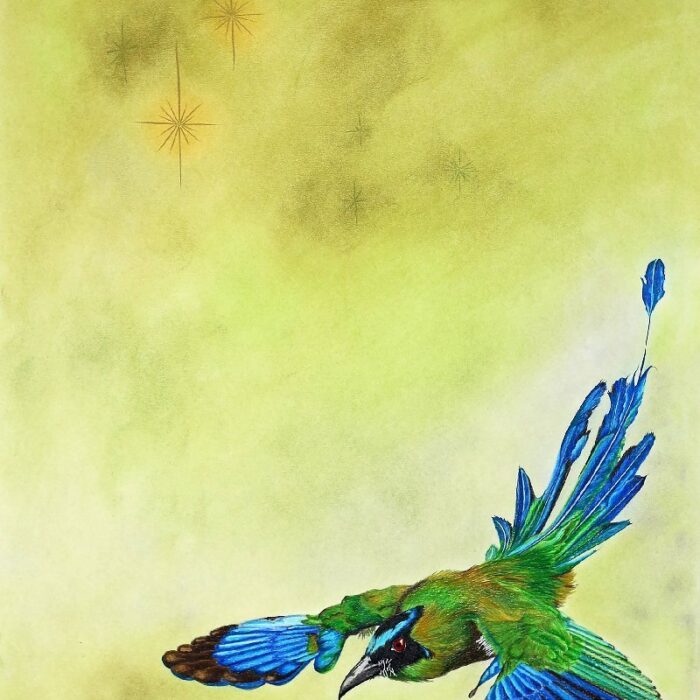 MERGULHO DO UDU DE CABEÇA AZUL