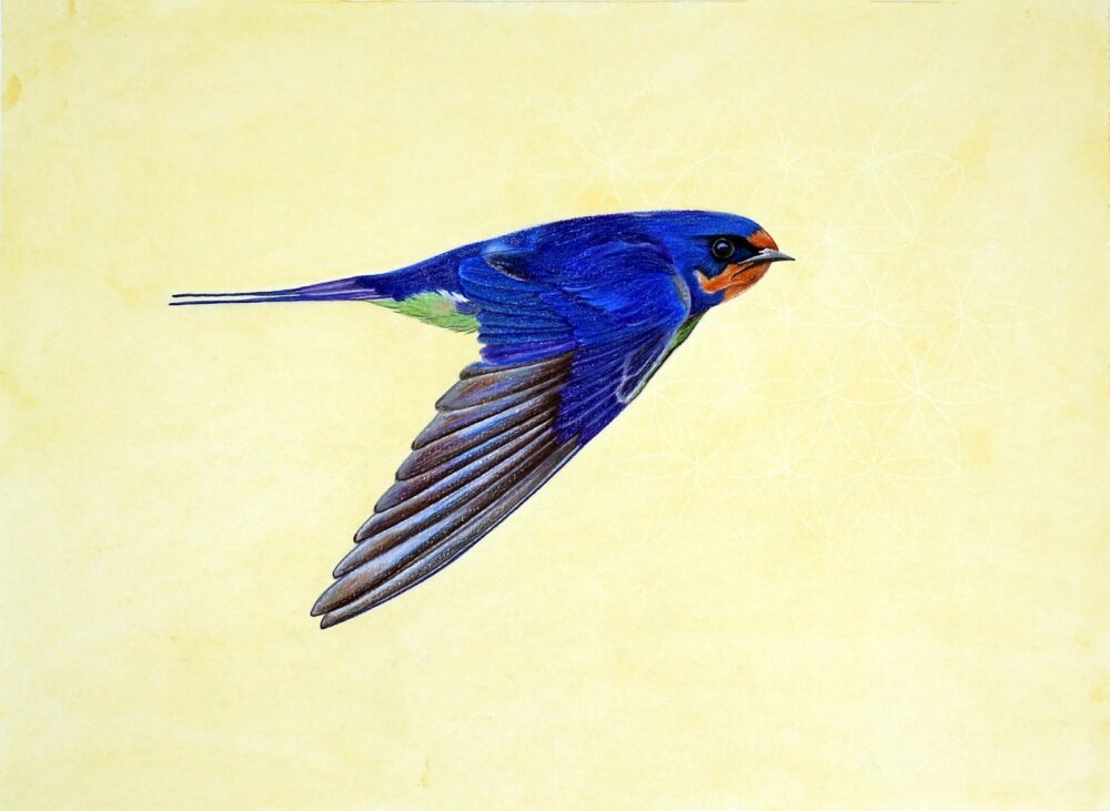 ANDORINHA AZUL