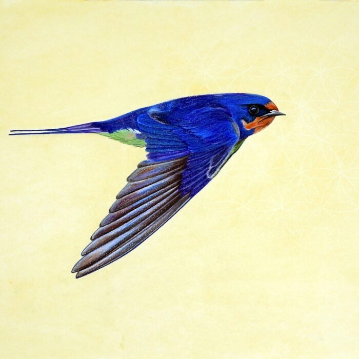 ANDORINHA AZUL