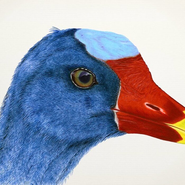 FRANGO D’ÁGUA AZUL