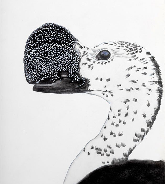 PATO DE CRISTA