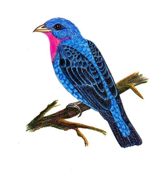 ANAMBÉ AZUL