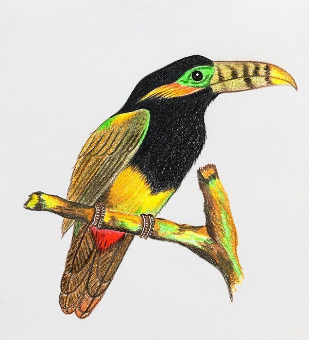 ARAÇARI POCA