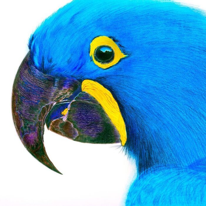 ARARA AZUL