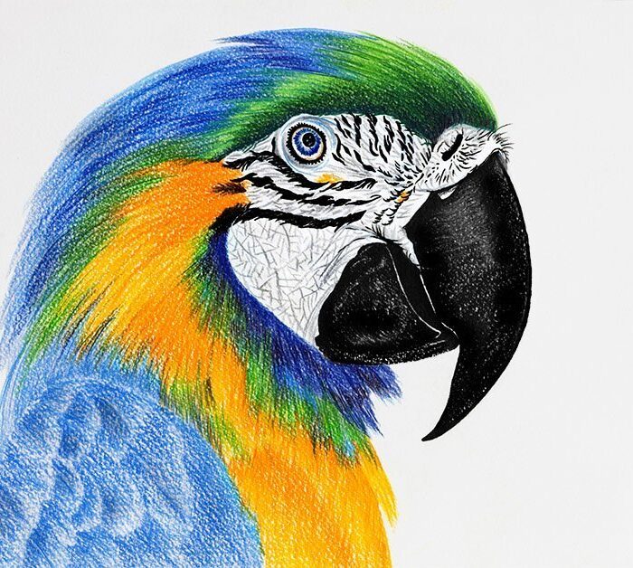 ARARA  CANINDÉ