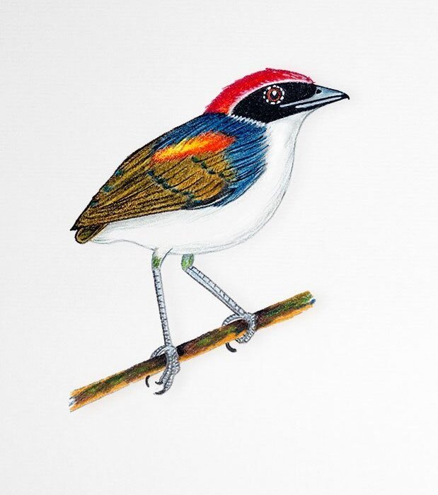 CUSPIDOR DE MÁSCARA PRETA