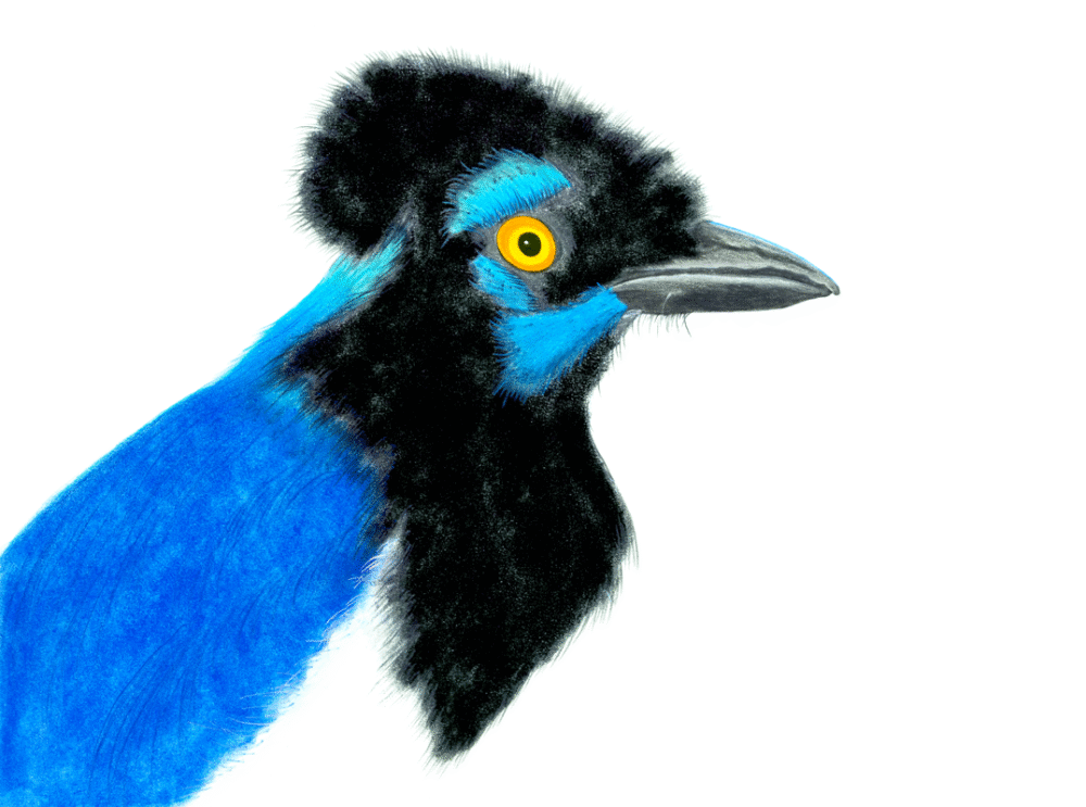 GRALHA  PICAÇA