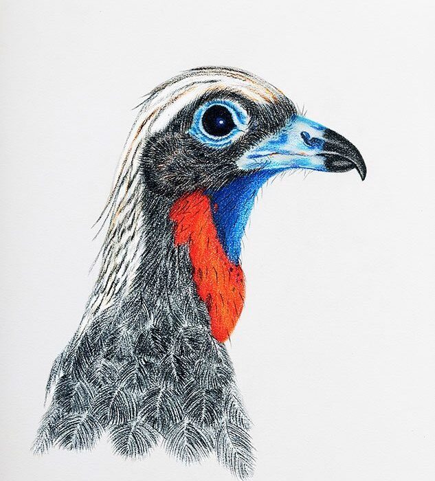 JACUTINGA DE GARGANTA AZUL