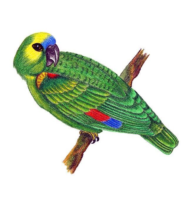 PAPAGAIO VERDADEIRO