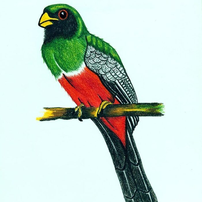 SACURÁ DE CAUDA PRETA