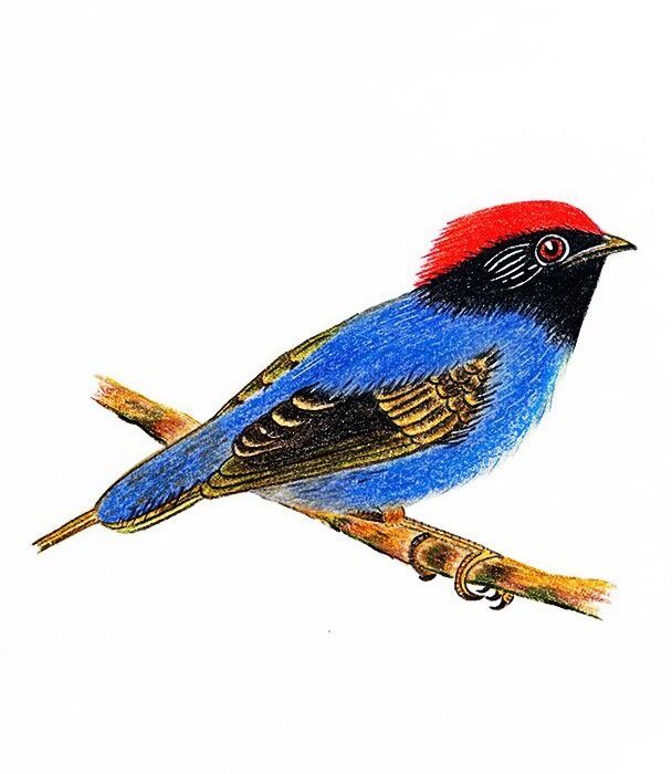 TANGARÁ