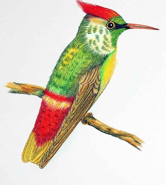 TOPETINHO VERMELHO
