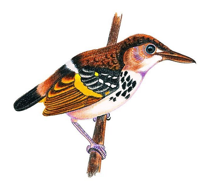 TOVAQUINHA